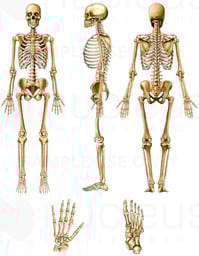 Anatomy of the Skeletal System