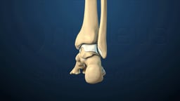 Posterior View of Ankle Joint Anatomy