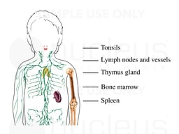 Immune System of a Child