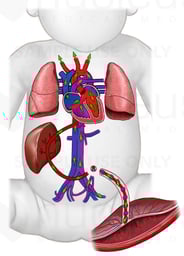 Fetal Circulation