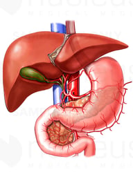 Anatomy of the Liver, Gallbladder, Pancreas and Stomach