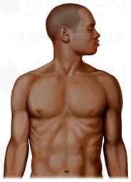 Male Head and Torso, Anterior View