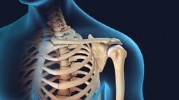 Anatomy of the Shoulder Girdle and Glenohumeral Joint