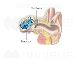 Inner Ear