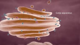 Cell Organelle: Golgi Apparatus