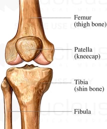 Anterior View of the Knee