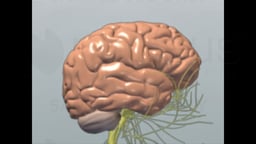 Brain and Cranial Nerves