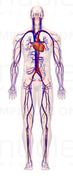 The Circulatory System