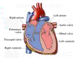 Valves and Chambers of the Heart