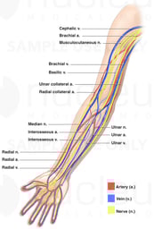 Anatomy of the Nerves, Arteries and Veins of the Arm (Upper Extremity)