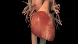 Normal Anatomy and Function of the Heart
