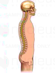 Spine within Male Figure: Sagittal View