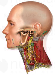 Lymph Nodes of the Head and Neck
