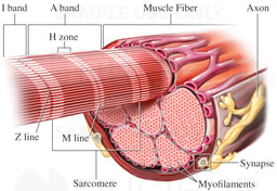 Muscle Fiber (Cell)