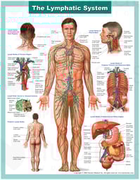 Anatomy of the Lymphatic System