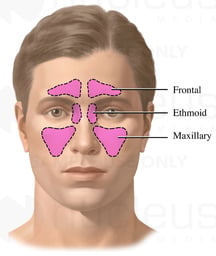 Sinuses