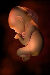 Week 31 in Fetal Development