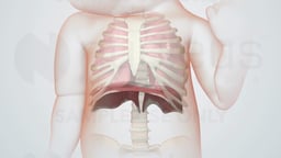 Infant Thoracic Anatomy with Lungs and Diaphragm
