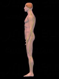 Lateral Male Nervous System
