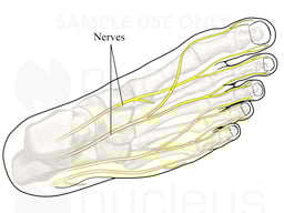 Nerves of the Foot: Dorsal View