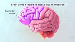 Prefrontal Cortex: Brain Area Studied in Mental Health Research