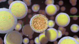 Understanding Triglycerides