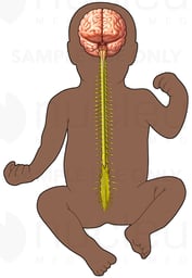 Brain and Spinal Cord of Infant (Ethnic)