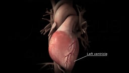 Heart with Left Ventricle Highlighted