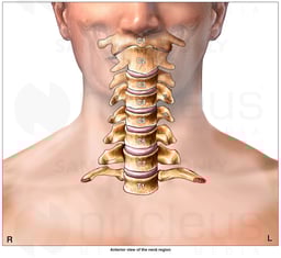 Anatomy of the Cervical (Neck) Spine