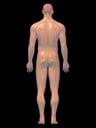 Anatomy of the Nervous System, 3D Posterior Male: Black Background
