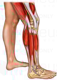 Muscles of the Leg, Knee, and Foot with Skin: Lateral View