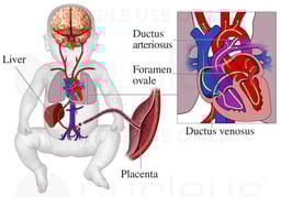 Fetal Circulation