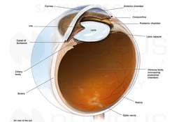Anatomy of the Eye