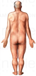 Figure of Elderly Male: Posterior View