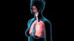 Anatomy of the Respiratory System