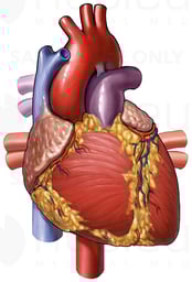 Heart Anatomy - Anterior (Front) View