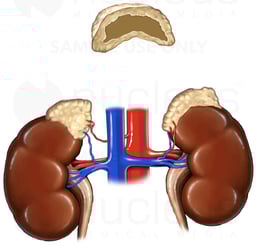 Anatomy of the Adrenal Glands