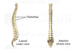 The Spine
