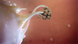 Immune Cell Capturing a Cluster of Influenza Virus Particles