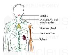 Immune System