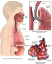Anatomy and Function of the Respiratory System