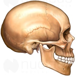 Adult Skull, Lateral View