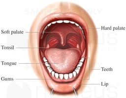 Anatomy of the Mouth