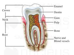 Tooth