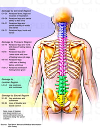 Effects of Nerve Damage Along the Spinal Cord