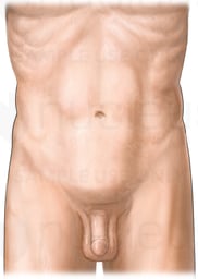 Male Abdomen and Pelvis: Anterior View