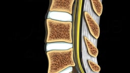 Anatomy of the Spine