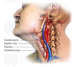 Lateral View of the Anatomical Structures of the Neck