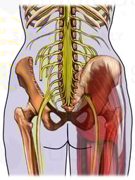 Anatomy of the Sciatic Nerve