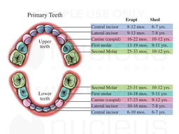 Teeth
